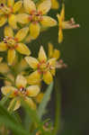 Loomis' yellow loosestrife